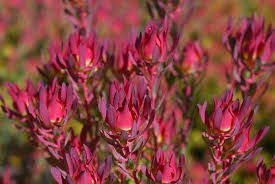 Leucadendron Salignum Conebush Flower Seeds – Heirloom, Non-GMO, Hardy Organic Garden Seeds for Planting