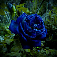 Purple Black Supreme Rose Flower Seeds for Planting | Heirloom Non-GMO High