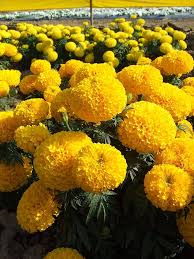 Marigolds Flower Seeds for Planting – Bright Blooms, Heirloom, Non-GMO, High Germination Garden Seeds