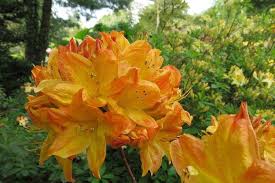 Azalea Flower Seeds for Planting – Heirloom, Non-GMO Vibrant Colors, High Germination Seeds