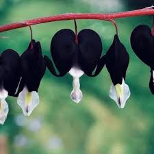 Black Heart Flower Seeds for Planting – Heirloom, Non-GMO, High Germination Organic Garden Seeds