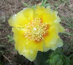 Heirloom Yellow Opuntia Flower Seeds for Planting – Pollinator Friendly, Non-GMO, High Germination Organic Garden Seeds