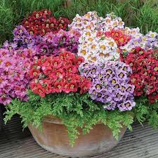 Heirloom Schizanthus Flower Seeds for Planting – Shade Tolerant, Non-GMO, High Germination Organic Garden Seeds