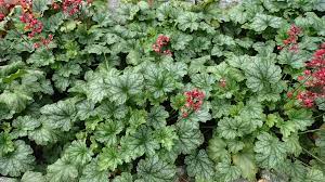 Flower Seeds, Seeds,Seeds For Planting,Plant Seeds