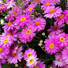 Pyrethrum Flower Seeds for Planting – Heirloom, Non-GMO, Cottage Garden Essential High Germination Seeds