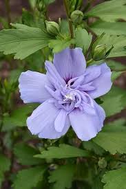 Sharon Flower Seeds for Planting – Heirloom, Non-GMO, High Germination Organic Garden Seeds