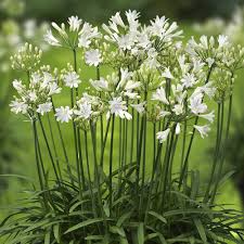 White Agapanthus Flower Seeds for Planting – Heirloom, Non-GMO, Cottage Garden Essential Organic Seeds