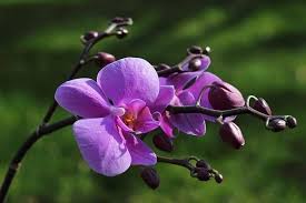 Purple Butterfly Orchid Flower Seeds for Planting – Heirloom, Non-GMO, High Germination Organic Garden Seeds