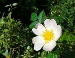 White Rosa Canina Flower Seeds for Planting – Sun Loving Heirloom Non-GMO Seeds