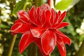 Ginger Flower Seeds for Planting – Heirloom, Non-GMO, Compact Growth, High Germination