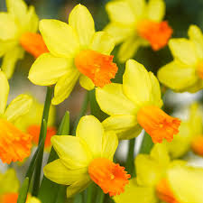 Narcissus Yellow Orange Flower Seeds for Planting | Heirloom Non-GMO Organic Garden Seeds, High Germination