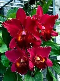 Red Bell Orchid Flower Seeds - Heirloom, Non-GMO, High Germination Organic Garden Seeds for Planting