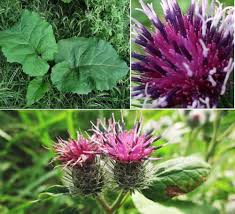 Arctium Lappa Flower Seeds for Planting – Hardy Variety, Heirloom, Non-GMO & High Germination Seeds