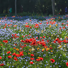 Streptosolen Flower Seeds for Planting – Wildflower Mix, Heirloom, Non-GMO, High Germination Seeds