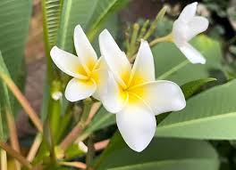 Yellow White Frangipani Flower Seeds for Planting – Heirloom, Non-GMO, Premium Quality Organic Garden Seeds