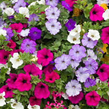Flower Seeds, Seeds,Seeds For Planting,Plant Seeds