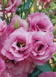Light Pink Eustoma (Lisianthus) Flower Seeds for Planting – Heirloom, Non-GMO, Vibrant Colors, High Germination