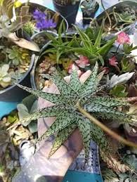 Aloe Vera White Green for Planting – Heirloom, Pollinator Friendly & Non-GMO Garden Seeds