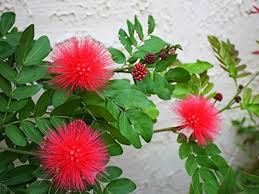 Calliandra Flower Seeds for Planting – Garden Favorite, Heirloom, Non-GMO, Organic Garden Seeds