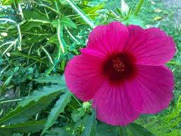 Cannabinus Flower Seeds – Heirloom, Non-GMO, Vibrant Colors Organic Garden Seeds for Planting