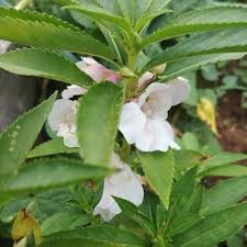 White Balsamine Flower Seeds for Planting – Drought Tolerant, Heirloom, Non-GMO Seeds for Home Garden