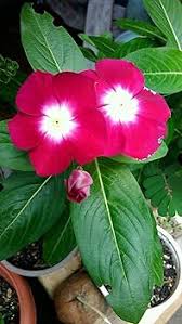 Red Vinca Rosea Flower Seeds for Planting – Heirloom, Non-GMO, High Germination Organic Garden Seeds