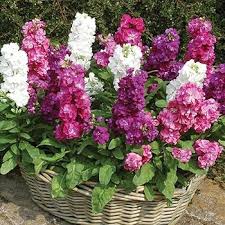 Heirloom Matthiola Flower Seeds – Non-GMO, High Germination Organic Garden Seeds