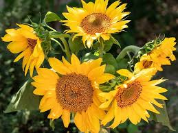 Yellow Hybrid Sunflower Seeds – Non-GMO, High Germination Heirloom Organic Garden Seeds