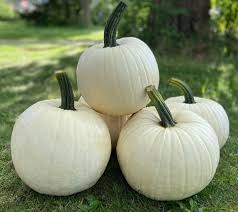White Pumpkin Vegetable Seeds for Planting – Heirloom, Non-GMO, Decorative & Edible Organic Garden Seeds