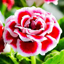 White Maroon Gloxinia Flower Seeds for Planting – Sun Loving, Heirloom, Non-GMO, High Germination