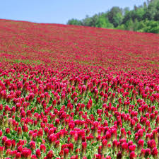 Crimson Red Clover Flower Seeds for Planting – Premium Quality, Heirloom, Non-GMO Seeds for Home Garden