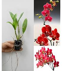 Maroon Phalaenopsis Orchid Flower Seeds for Planting – Premium Quality Heirloom Non-GMO Organic Seeds