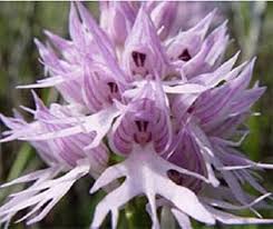 Flower Seeds, Seeds,Seeds For Planting,Plant Seeds