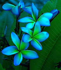 Frangipani Sky Blue Flower Seeds for Planting – Heirloom, Non-GMO, Bright Blooms, High Germination