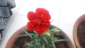 Heirloom Carnation Flower Seeds for Planting – Shade Tolerant, Non-GMO, High Germination Organic Garden Seeds