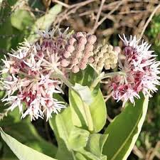 Heirloom Asclepias Speciosa Flower Seeds for Planting – Non-GMO, High Germination Organic Garden Seeds