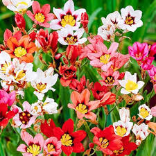 Sparaxis Tricolor Rose Flower Seeds for Planting – Colorful Heirloom, Non-GMO, High Germination Garden Seeds