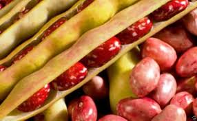 Red Cargamanto flower seeds for planting - Heirloom & Non-GMO Garden Seeds