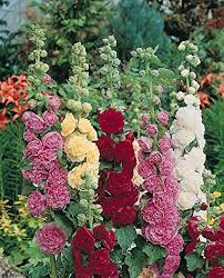 Mixed Alcea Flower Seeds for Planting – Heirloom, Non-GMO, Low Maintenance, High Germination