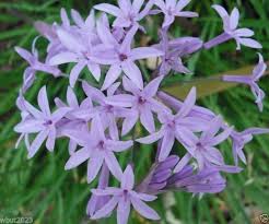 Heirloom Tulbaghia Flower Seeds – Non-GMO, High Germination Organic Garden Seeds
