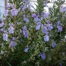 Violet Rosemary Flower Seeds for Planting – Heirloom, Non-GMO, High Germination Organic Garden Seeds