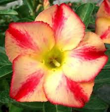 Yellow Red Adenium Obesum Flower Seeds for Planting – Low Maintenance, Heirloom, Non-GMO & High Germination Seeds
