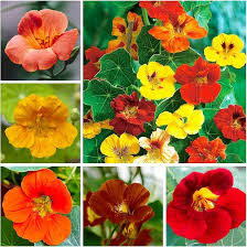 Tropaeolum Majus Nasturtium Flower Seeds for Planting - Heirloom, Non-GMO, High Germination Organic Garden Seeds