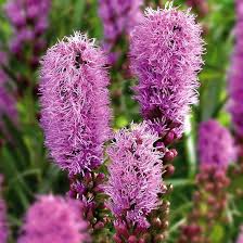 Pink Liatris Spicata Flower Seeds for Planting – Heirloom, Non-GMO, Perfect for Borders Organic Garden Seeds