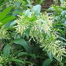 Cestrum Flower Seeds for Planting – Garden Favorite, Heirloom, Non-GMO, High Germination, Organic Garden Seeds
