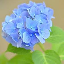Blue Hydrangea Flower Seeds for Planting – Heirloom, Non-GMO, Compact Growth Organic Garden Seeds