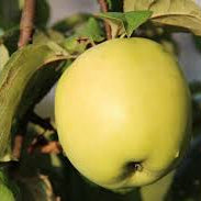 Fruit Seeds,Garden seeds, Seeds For Planting,Plant Seeds