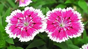 Pink White Dianthus Barbatus Flower Seeds for Planting – Vibrant Colors, Heirloom, Non-GMO, High Germination Organic Garden Seeds