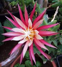 Epiphyllum Anguliger Flower Seeds for Planting Heirloom Non-GMO High Germination Organic Garden Seeds