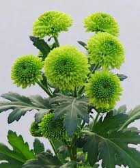 Green Chrysanthemum Flower Seeds for Planting – Drought Tolerant, Heirloom, Non-GMO, High Germination Organic Garden Seeds
